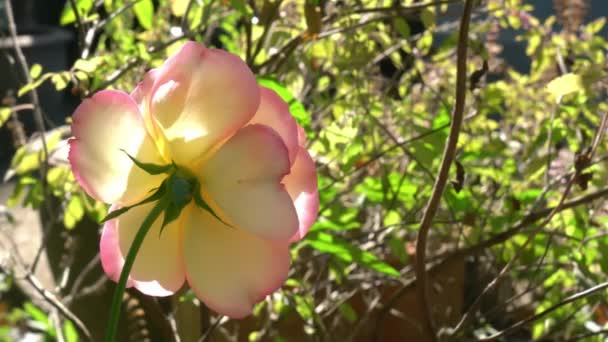 Pohled Rozkvetlou Růžovou Růži Ranním Slunci Pohybující Větru Jemná Růžová — Stock video