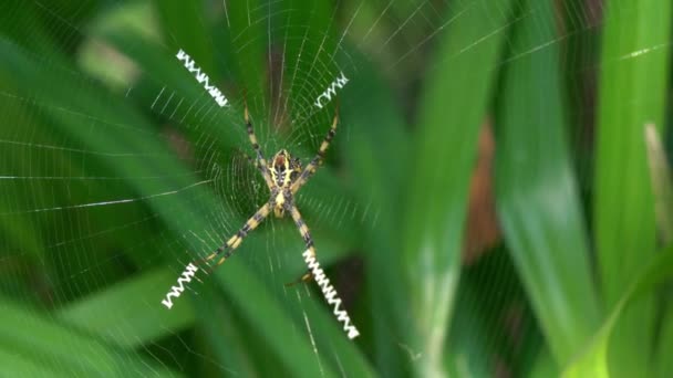 蜘蛛站在它的网上 面对着晨风吹动的绿叶 — 图库视频影像