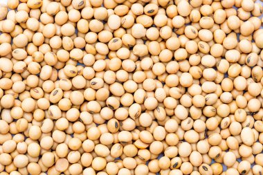 Soya fasulyesi arka planının en üst görüntüsü. Soya fasulyesinin yakın görüntüsü. Soya fasulyesi insan için önemli bir bitki proteinidir..