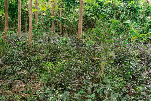 熱帯雨林で成長する野生の花 トラックの木の下に花が咲く 森の静かな風景 — ストック写真