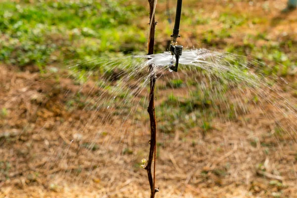 Blick Auf Wassersprenger Die Morgens Wasser Weinreben Versprühen Bewässerung Gewächshaus — Stockfoto