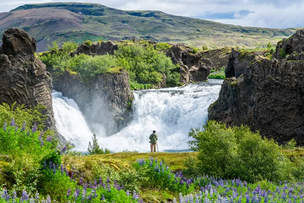 Fotograf Pole Kwiatów Wodospadach Hjalparfoss Dolinie Thjorsardalur Islandia Piękny Icelandyjski — Zdjęcie stockowe