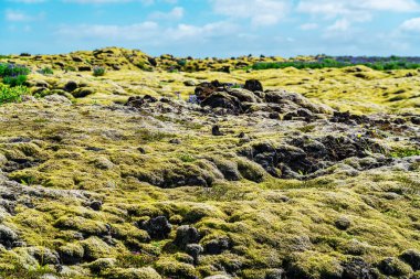 İzlanda kırsalında yeşil yosunlarla kaplı volkanik lav alanı. İzlanda 'da yaz mevsiminde yosunlu lave tarlası manzarası