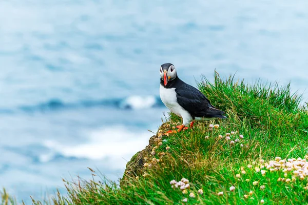 Prachtige Atlantische Puffin Een Zeevogel Alkfamilie Die Klif Van Latrabjarg — Stockfoto