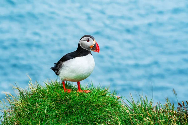 Atlantic Puffin Ptak Stojący Urwisku Latrabjarg Błękitną Wodą Morską Tle — Zdjęcie stockowe