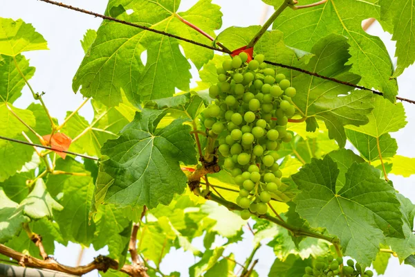 Druiven Verbouwen Aan Een Wijnstok Uitzicht Rijpende Druiven Een Wijngaard — Stockfoto
