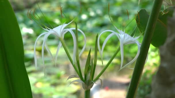Blick Auf Crinum Asiaticum Crinum Lilie Spinnenlilie Giftlilie Gianr Crinum — Stockvideo