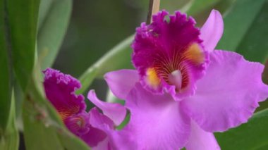 Güzel çiçek açan Cattleya orkidesinin yapraklı görüntüsünü büyüt. Çiçek açan Pembe Cattleya orkide çiçekleri.
