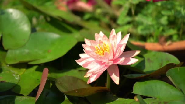 Trädgårdsmästare Hand Undersöka Vacker Blommande Rosa Lotus Lotusbassäng Direkt Solljus — Stockvideo