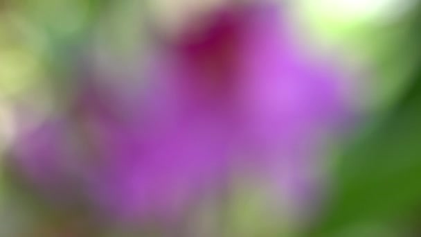 Fokussierung Auf Verschwommene Szene Blühender Rosa Cattleya Orchideenblume Scharf — Stockvideo