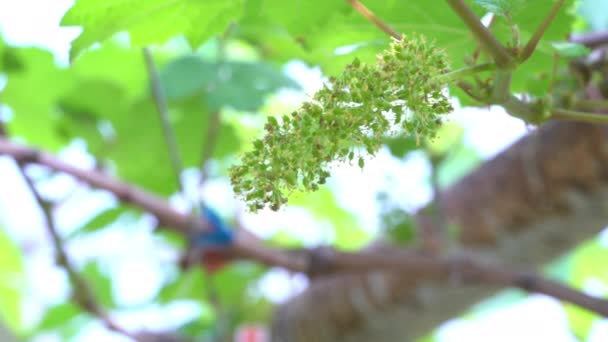 Pohled Mladou Bandu Bílých Hroznů Visících Vinné Révě Pohybující Větrem — Stock video