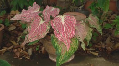 Caladium bicolor manzarası ya da İsa 'nın Kalbi yaprağı, yaz mevsiminin en güzel ev bitkisi. Zomm sahnede..