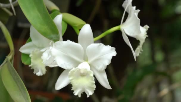 Schöne Blühende Weiße Cattleya Orchideenblumen Die Durch Den Wind Schwanken — Stockvideo