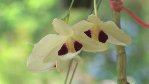 Vista Cerca Dendrobium Pulchellum Encantadoras Flores Orquídea Dendrobium Moviéndose Viento — Vídeos de Stock