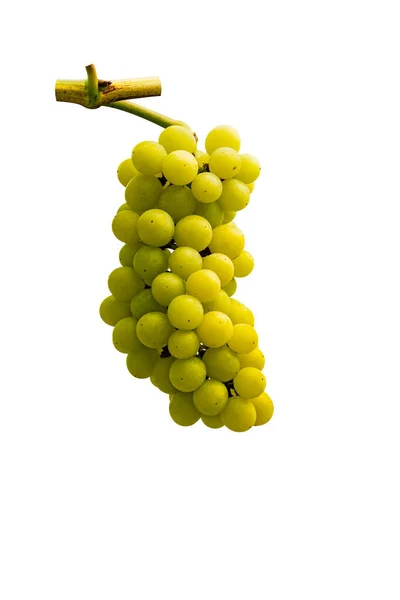 Banda Białych Winogron Gałązką Sezonie Letnim Odizolowana Białym Tle Ścieżką — Zdjęcie stockowe