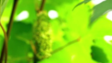 Üzüm çiçeklerinin bulanık sahnesine odaklanıyorum. Keskinleştirmek için sarmaşığa..