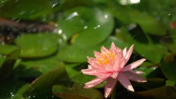 Water Drops Falling Pink Lotus Flower Petals Green Leaves Lotus — 비디오