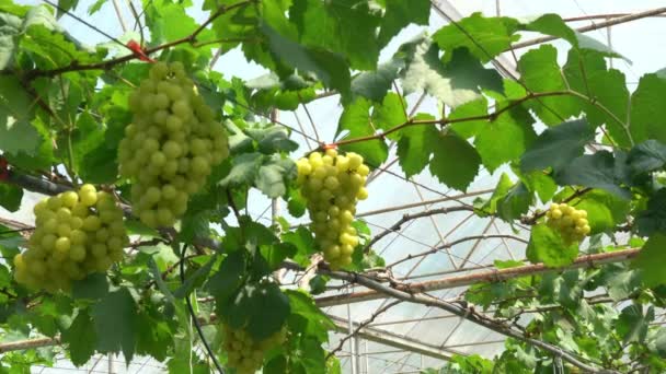 Moving Bunches Ripe White Grapes Hanging Vine Farm — Stock video