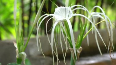 Crinum asiaticum veya Poison Ampul veya Grand Ctinum Lily veya Spider Lily 'nin rüzgardaki beyaz çiçeğinin görüntüsü.