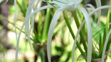 Crinum asiaticum ya da Crinum zambağı ya da rüzgârda uçuşan Örümcek Zambağı çiçekleri.