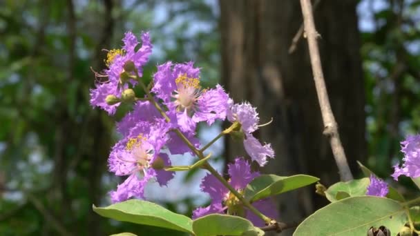 Uitzicht Bloeiende Largerstromia Speciosa Crepe Myrtle Queen Crape Myrtle Giant — Stockvideo