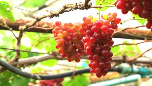 Zoom Uit Scene Trossen Van Rijpe Crimson Seedless Grapes Rode — Stockvideo
