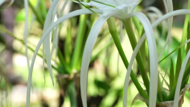 風の中で菊や菊のユリやクモのユリの花を開花に移動します — ストック動画