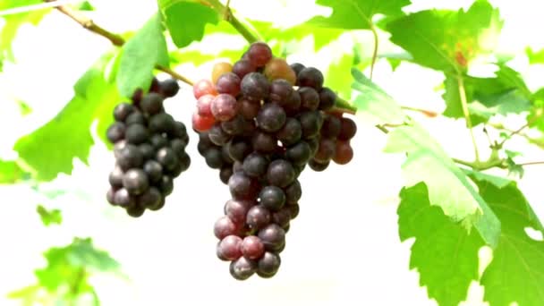 Bunch Black Opal Grapes Hanging Vine Moving Wind Vineyard — Vídeo de Stock