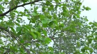 Yağmur mevsiminde yağmurdan önce rüzgarla savrulan yağmur ormanlarındaki yeşil yapraklar ve dallar..