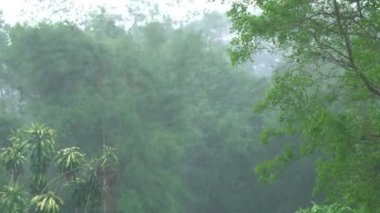 Yağmur ormanlarındaki ağaçlar yağmurda esen güçlü rüzgarla sallanıyor. Yağmur mevsiminde ormanda sağanak yağmur.