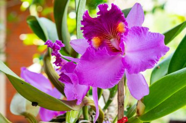 Yakın plan pembe Cattleya Orkide çiçekleri yaz mevsiminde çiçek açıyor. Botanik bahçesinde açan pembe melez Cattleya Orkidesi.