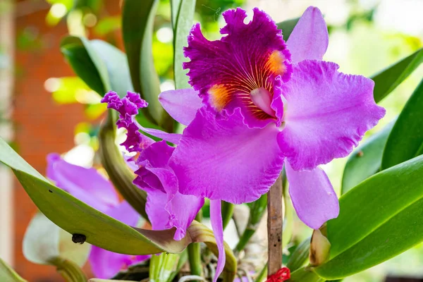 Yakın plan pembe Cattleya Orkide çiçekleri yaz mevsiminde çiçek açıyor. Botanik bahçesinde açan pembe melez Cattleya Orkidesi.