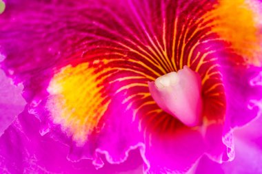 Yaz mevsiminde botanik bahçesinde büyüyen pembe sığır çiçeklerinin aşırı yakın çekim sahnesi.