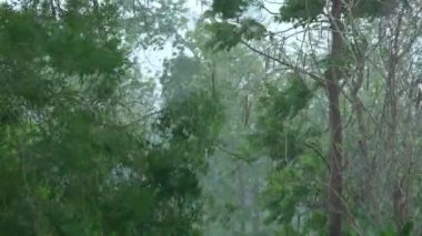 Tree branches swaying in strong wind in tropical rainforest before heavy rain in rainy season.