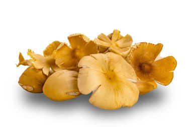 Pile of fresh termite mushroom isolated on white background with clipping path. The mushroom are cultivated by termites by means of a complex natural process that takes place underground.