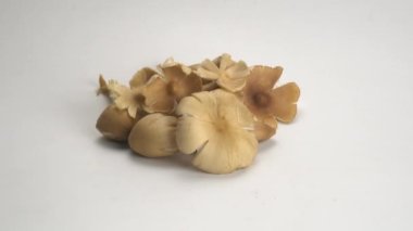 Zoom in scene pile of termite mushroom on white background. The mushroom are cultivated by termites by means of a complex natural process that takes place underground.