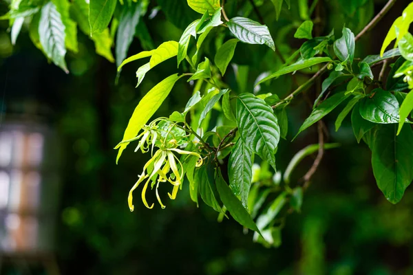 Blooming Ylang Ylang Flower Hanging Tree Drops Rain Water Wet — Foto Stock