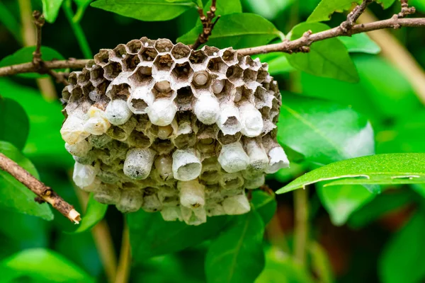Wasp nest with larva hanging in a tree. Tree wasp nest or paper wasp nest hangin on a branch of a tree with green leaves in the background.