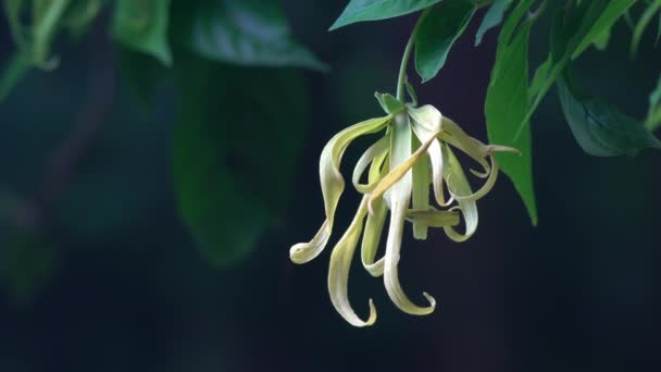 Flor Fresca Ylang Ylang Flor Ilang Ilang Flor Con Hojas — Vídeo de stock