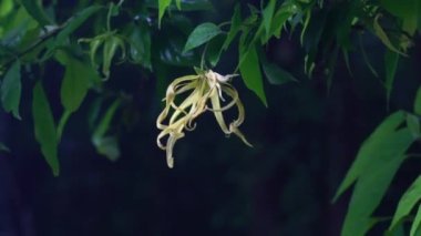 Çiçek açan ylang-ylang çiçeğinin sahnesinde zum yaparken, yağmur mevsiminde rüzgarda sallanan karanlık bir arka planda sallanan yapraklarla birlikte..