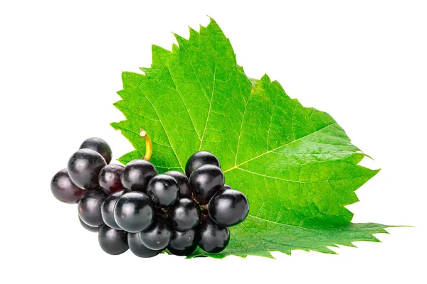 Une Grappe Raisins Noirs Mûrs Sans Pépins Avec Des Feuilles — Photo