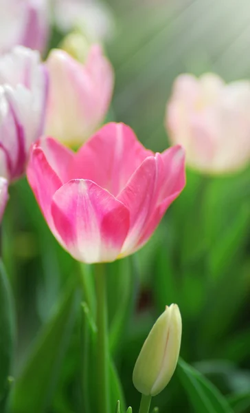 Tulip — Stock Photo, Image