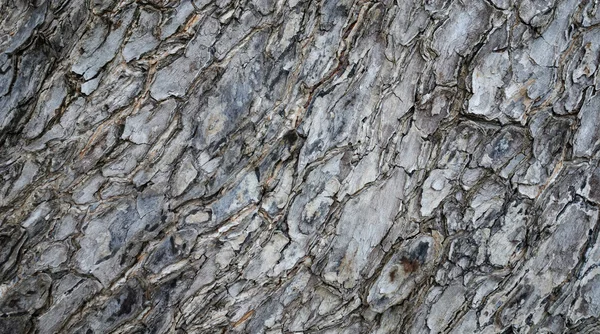 Textura de madeira — Fotografia de Stock