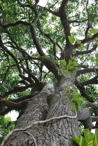 Big tree — Stock Photo, Image