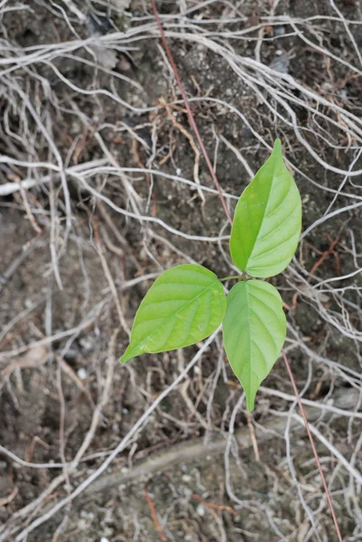 Leaf background — Stock Photo, Image