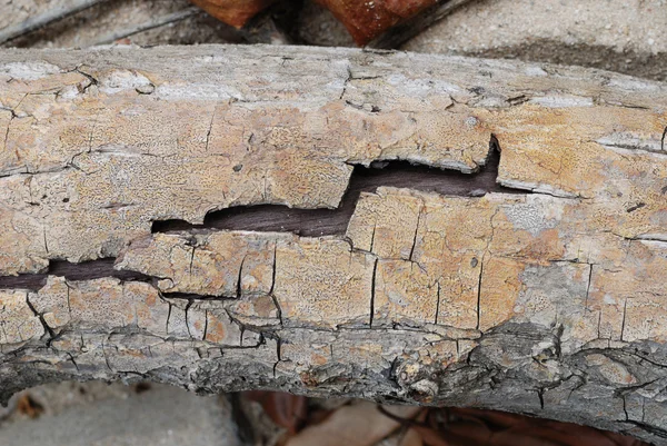 Holzstruktur — Stockfoto