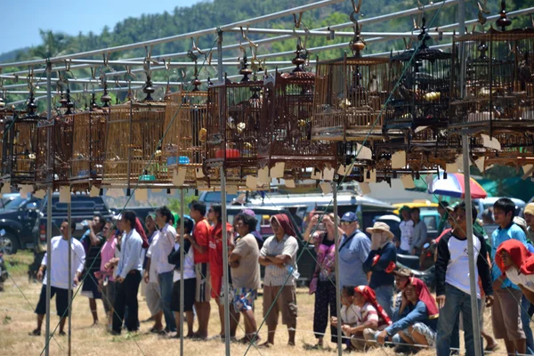 Concurso de sonido de aves — Foto de Stock