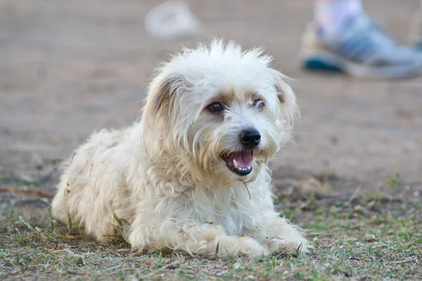 Weißer Hund — Stockfoto