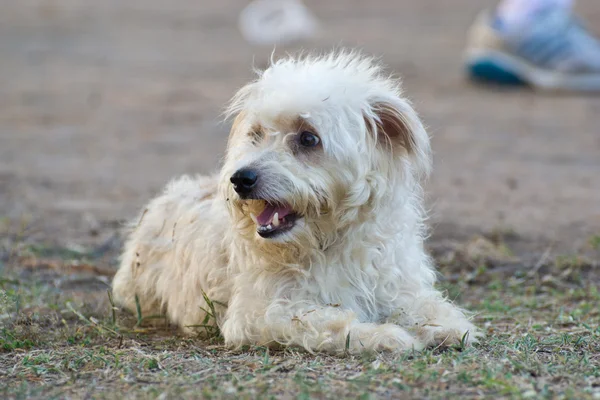 Vit hund — Stockfoto