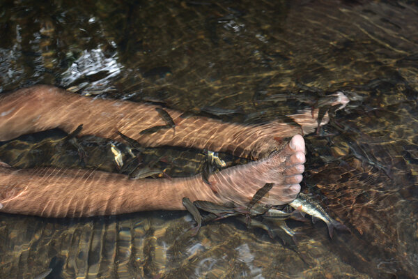 Рыбный курорт
